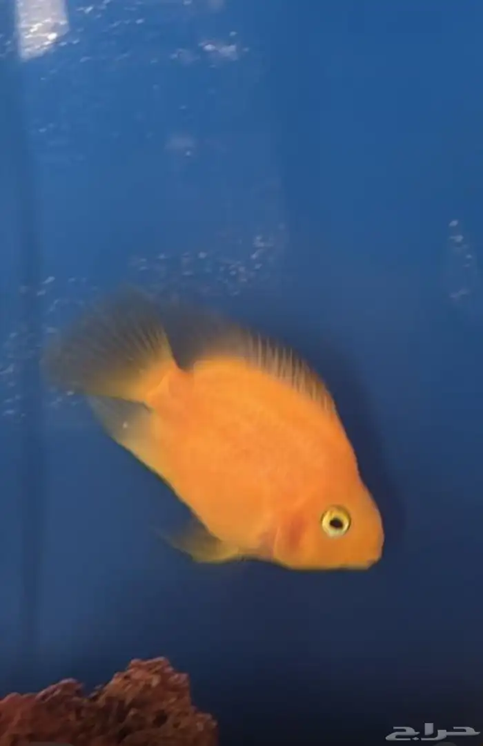 سمك مفترس ببغاء برتقالي للبيع 0