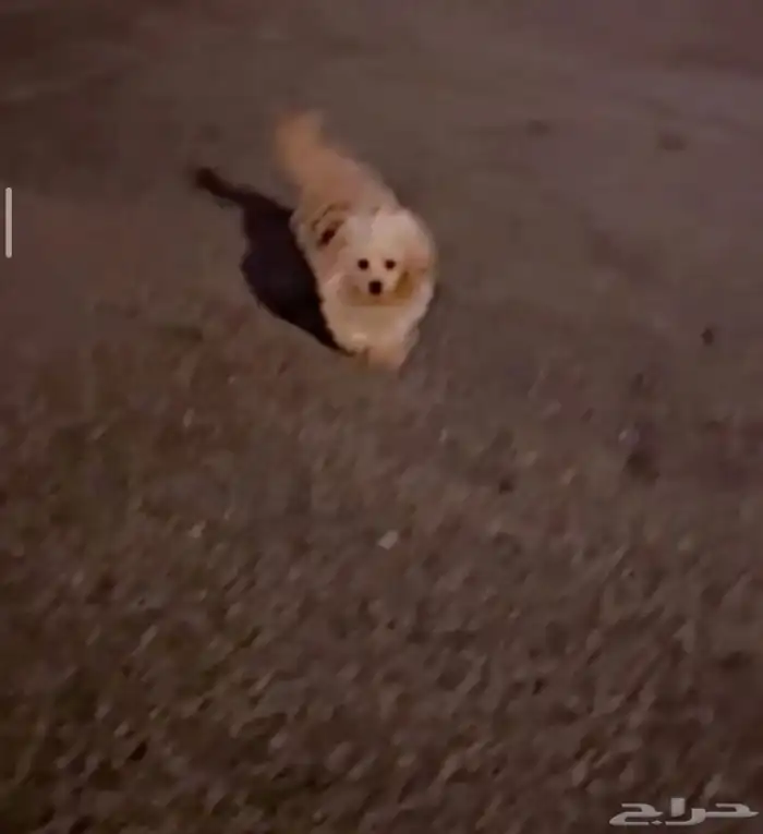 للبيع العمر 8 شهور 2