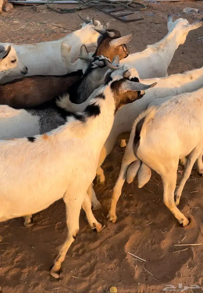 تيوس مستورد 1