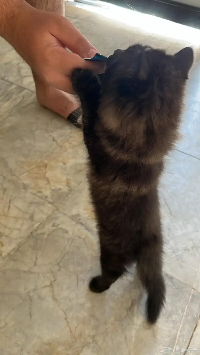 قط صغير للتبني مستعجل مره 2