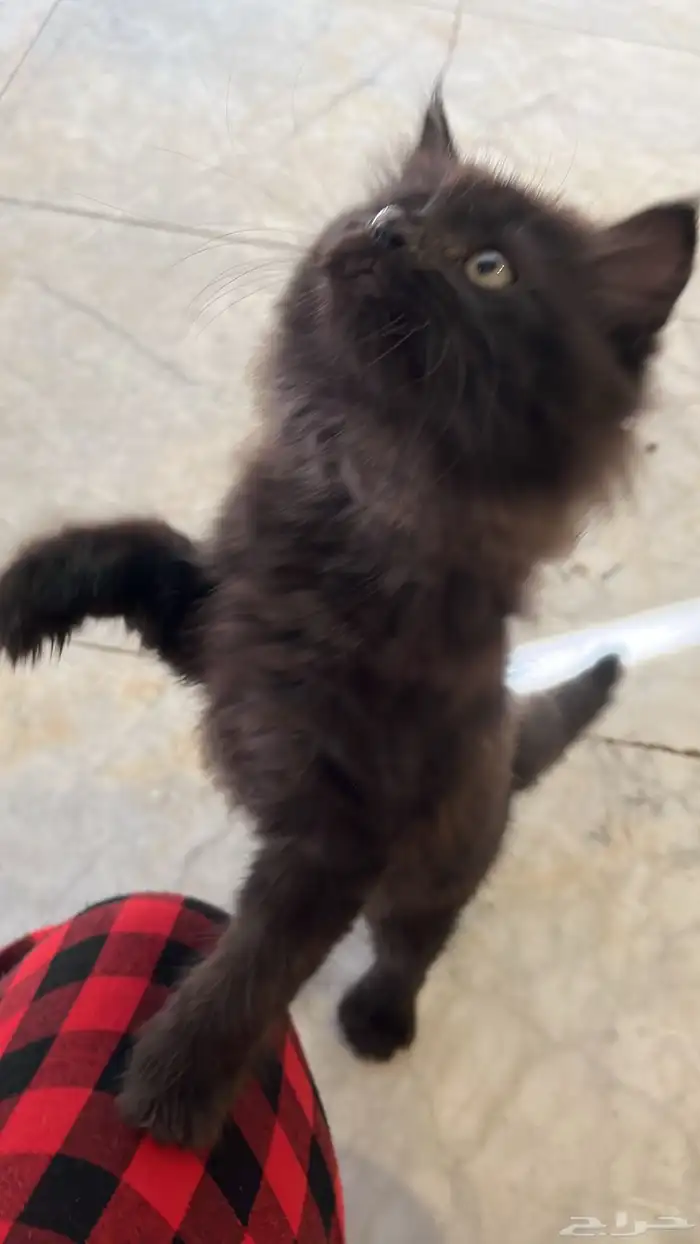 قط صغير للتبني مستعجل مره 1