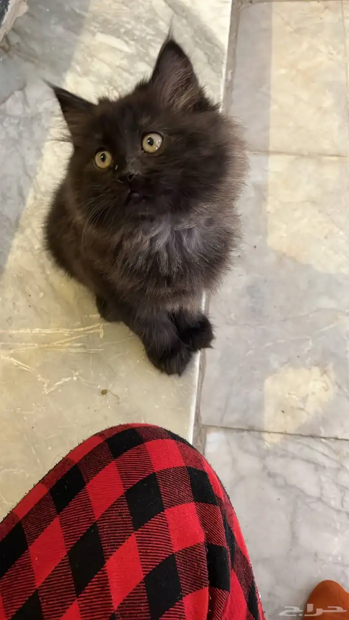 قط صغير للتبني مستعجل مره 0