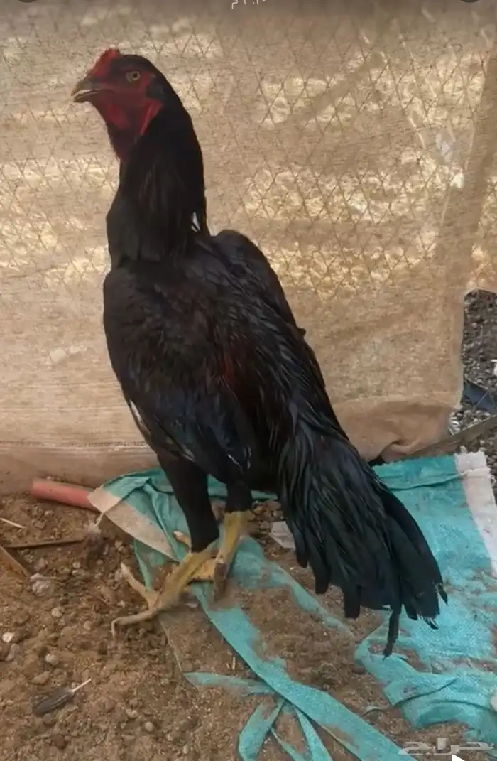 ديك سندي اسود 0