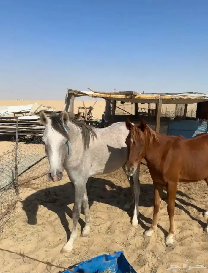 خيل عربي واهو 4