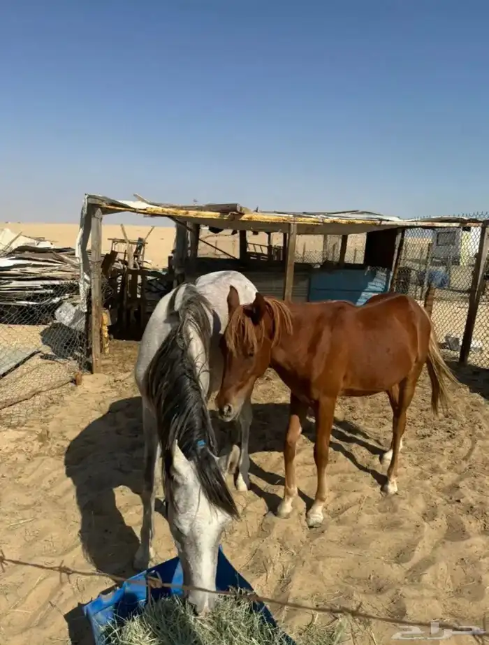 خيل عربي واهو 0