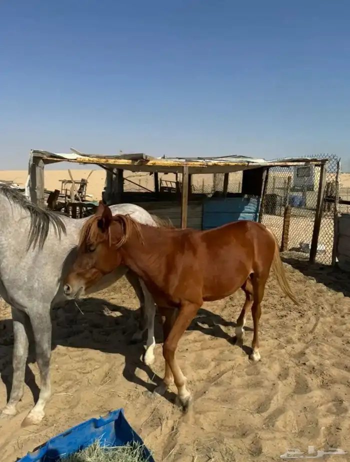 خيل عربي واهو 3