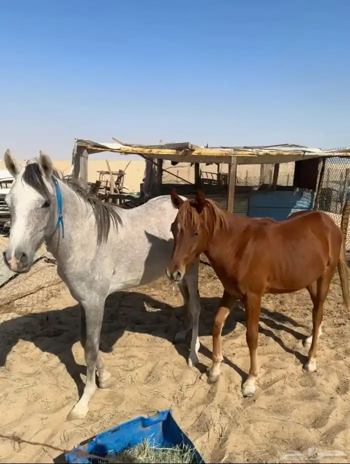 خيل عربي واهو 5