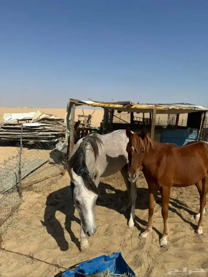 خيل عربي واهو 2