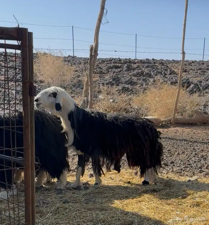 طلي نجدي مشروط 4