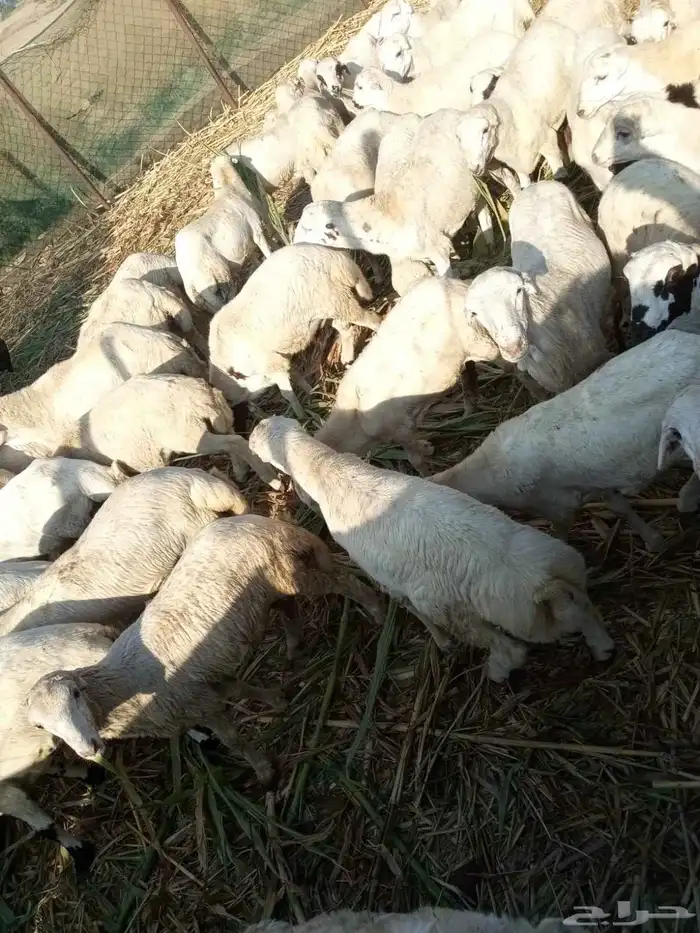 خرفان بلدي 0