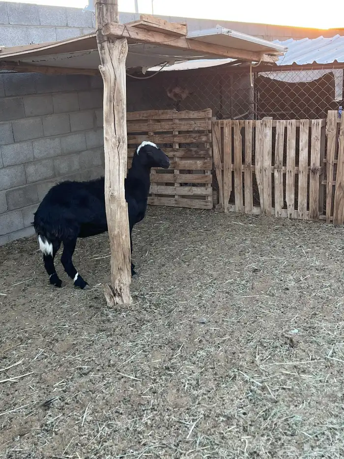 نعجه حايل حميسه 2