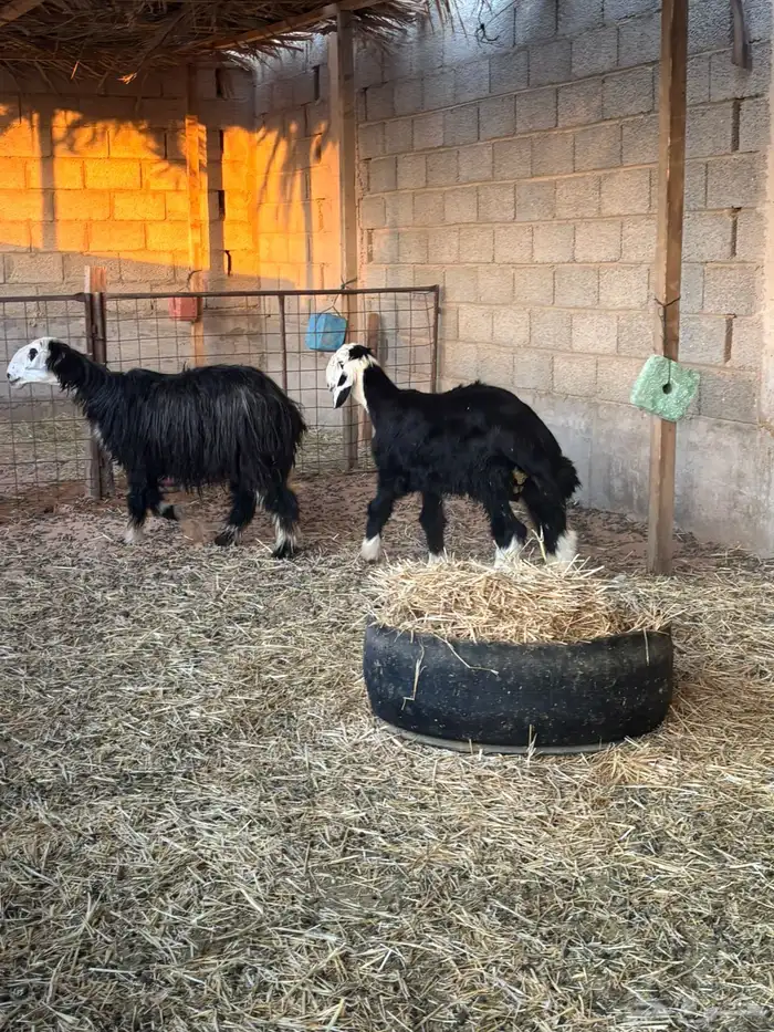 شاه نجديه متبع بخاروف 4