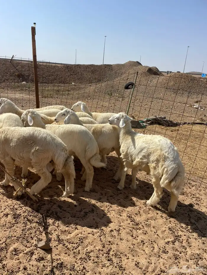 غنم حري   ذبايح توصيل في جده 2