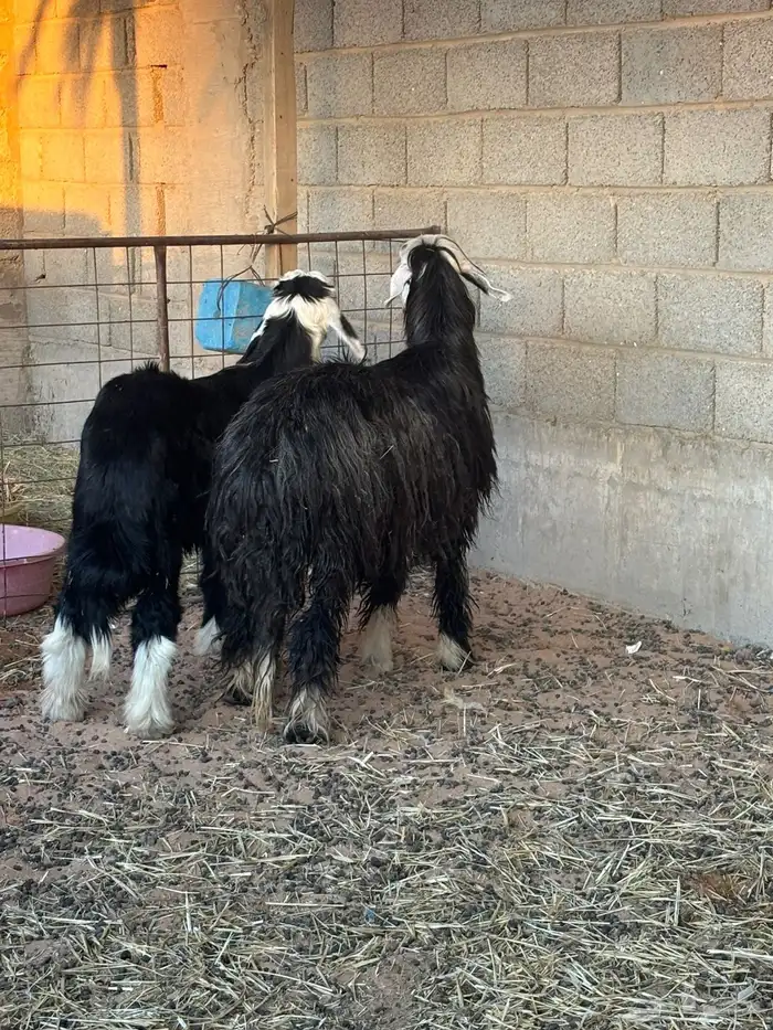 شاه نجديه متبع بخاروف 1