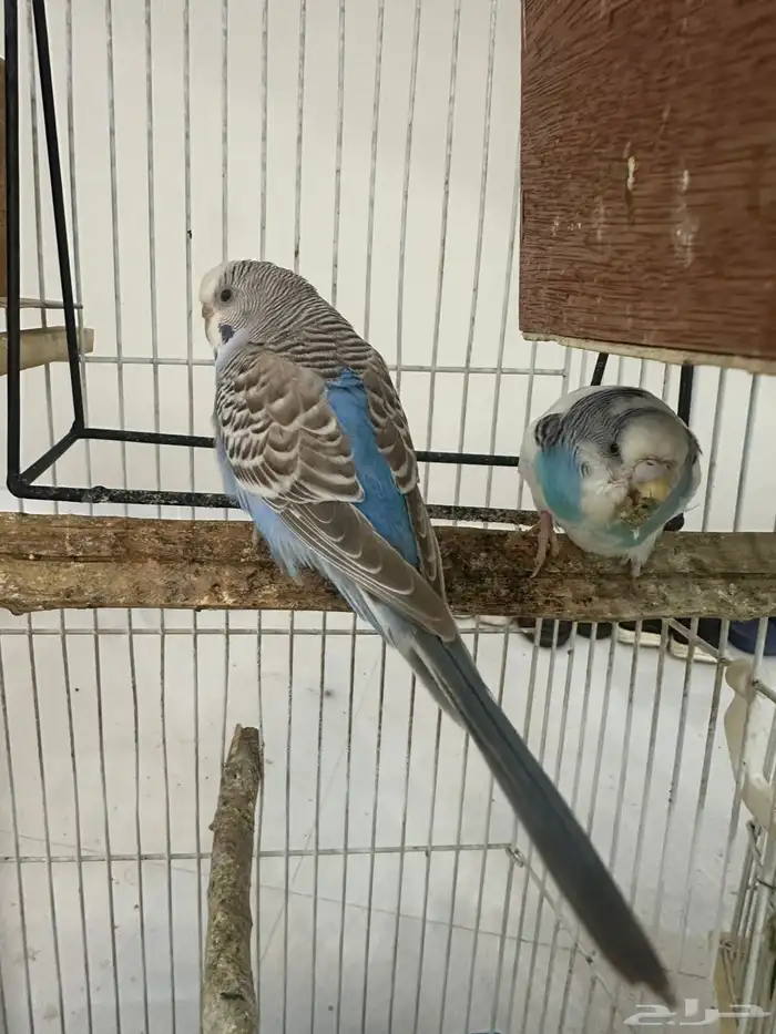 للبيع طيور حب 0