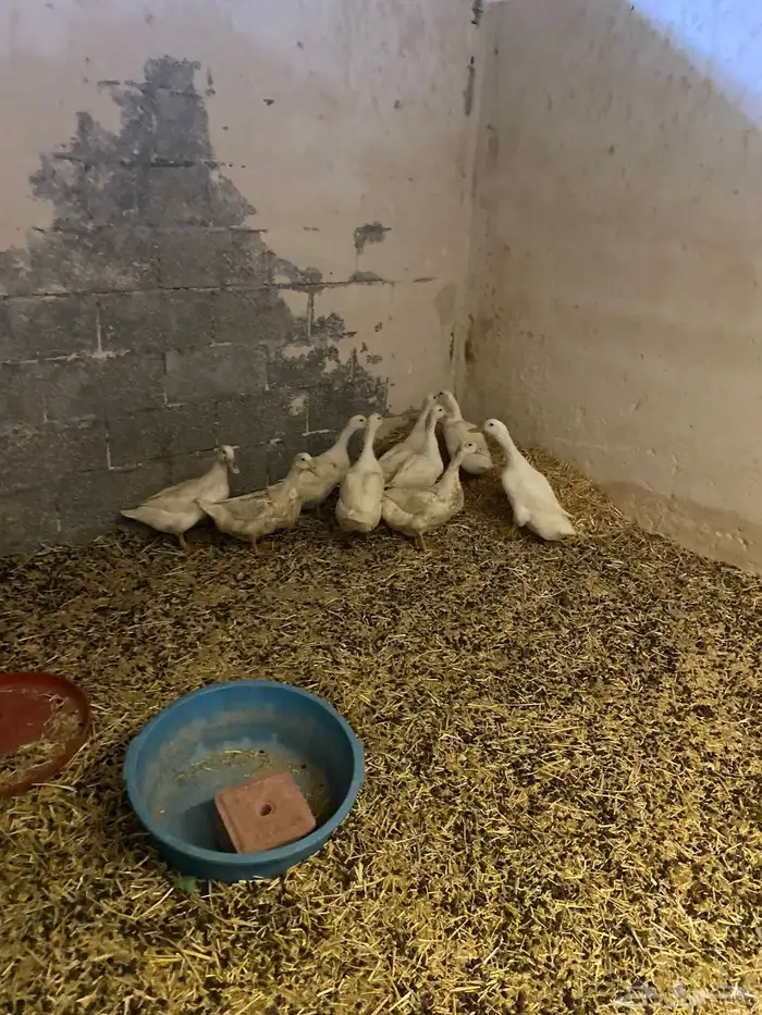 للبيع بط بكيني 1