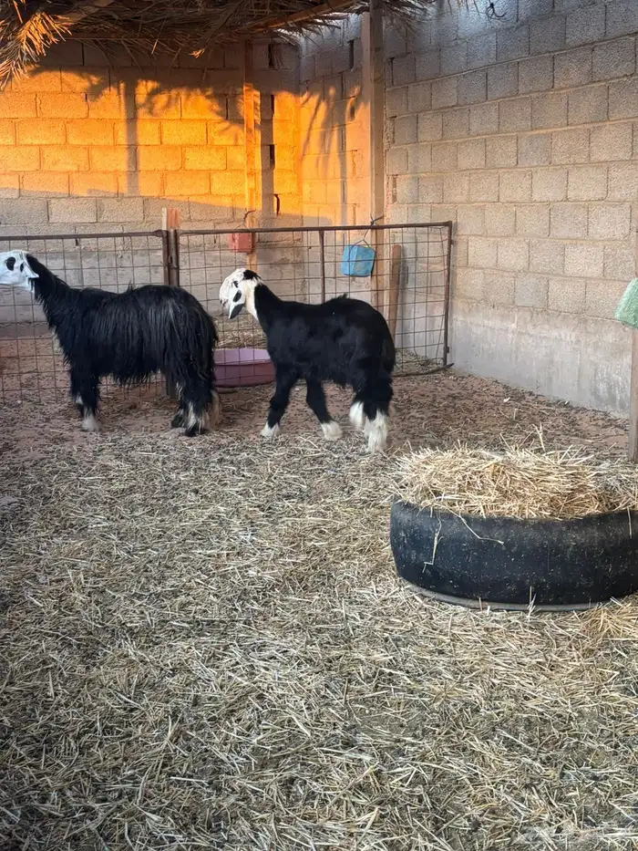 شاه نجديه متبع بخاروف 3