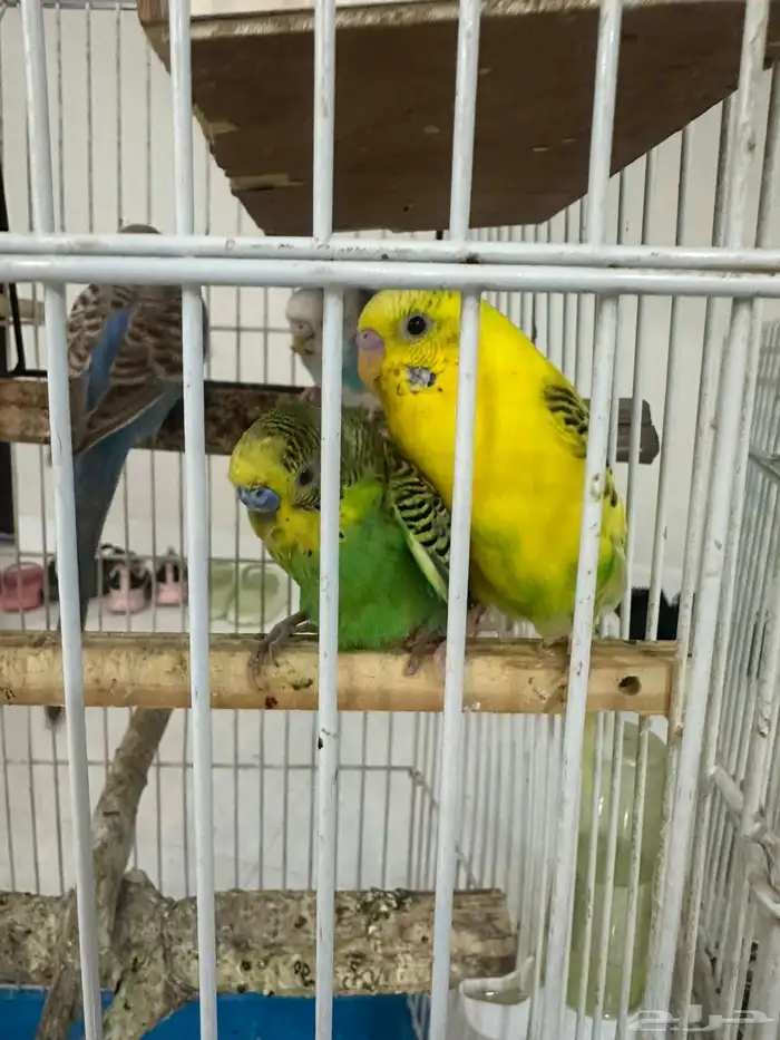 للبيع طيور حب 1