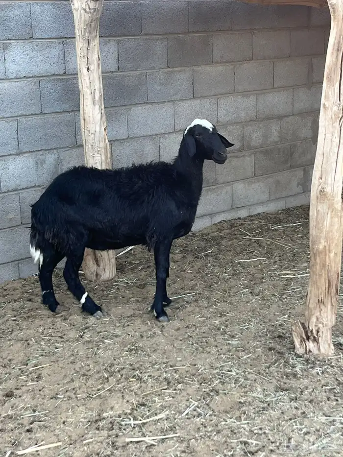 نعجه حايل حميسه 1