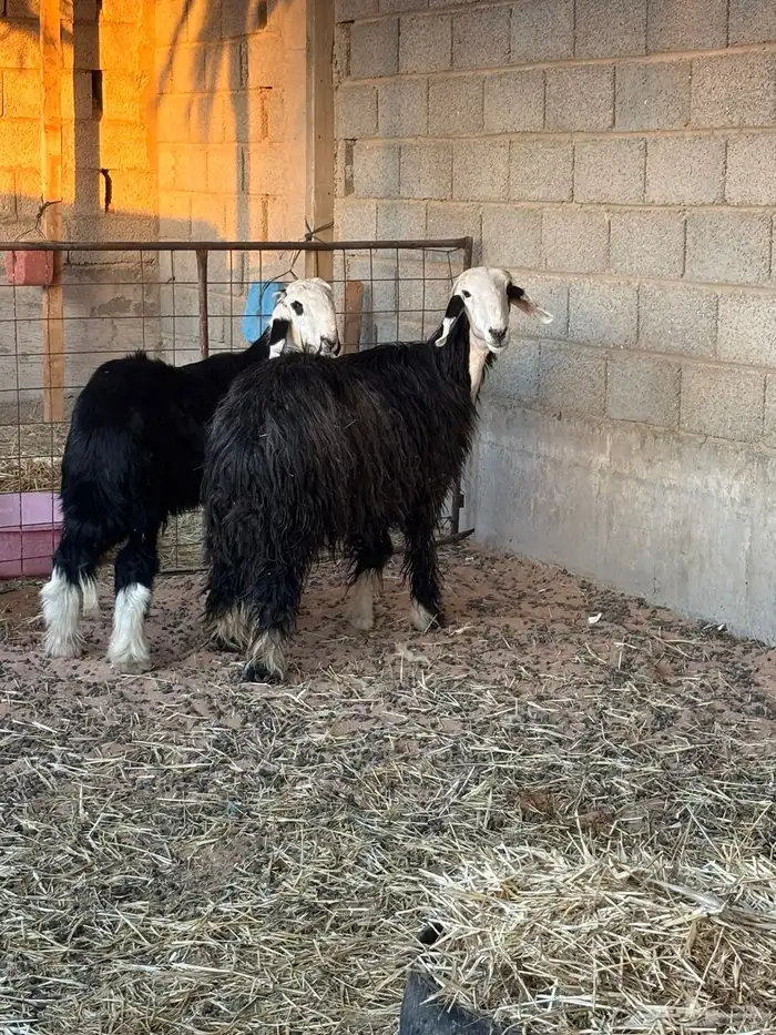 شاه نجديه متبع بخاروف 0