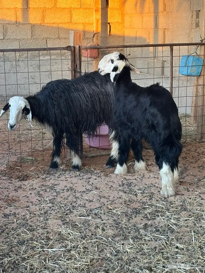 شاه نجديه متبع بخاروف 2