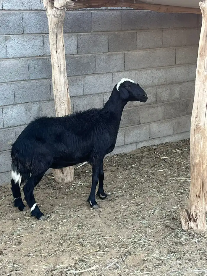 نعجه حايل حميسه 3