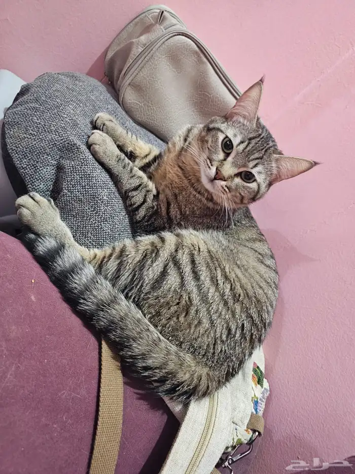 قطط للتبني مجانا 3