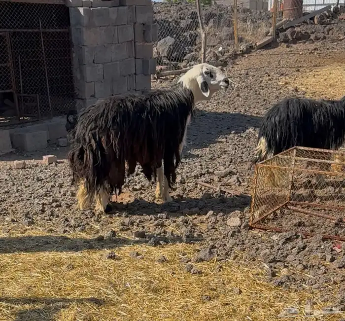 طلي نجدي مشروط 2