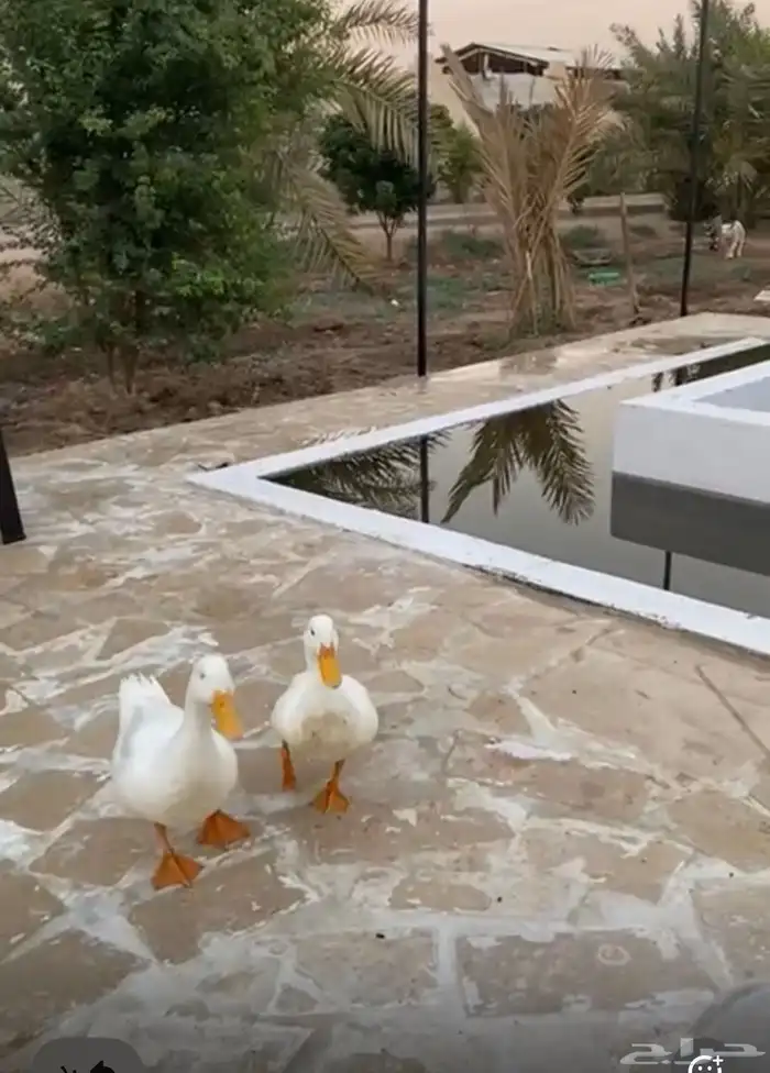 للبيع بط بكيني 0