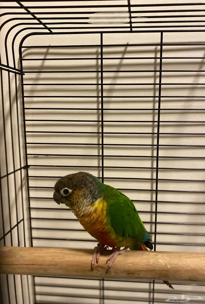 كنيور جرين شيك للبيع 1