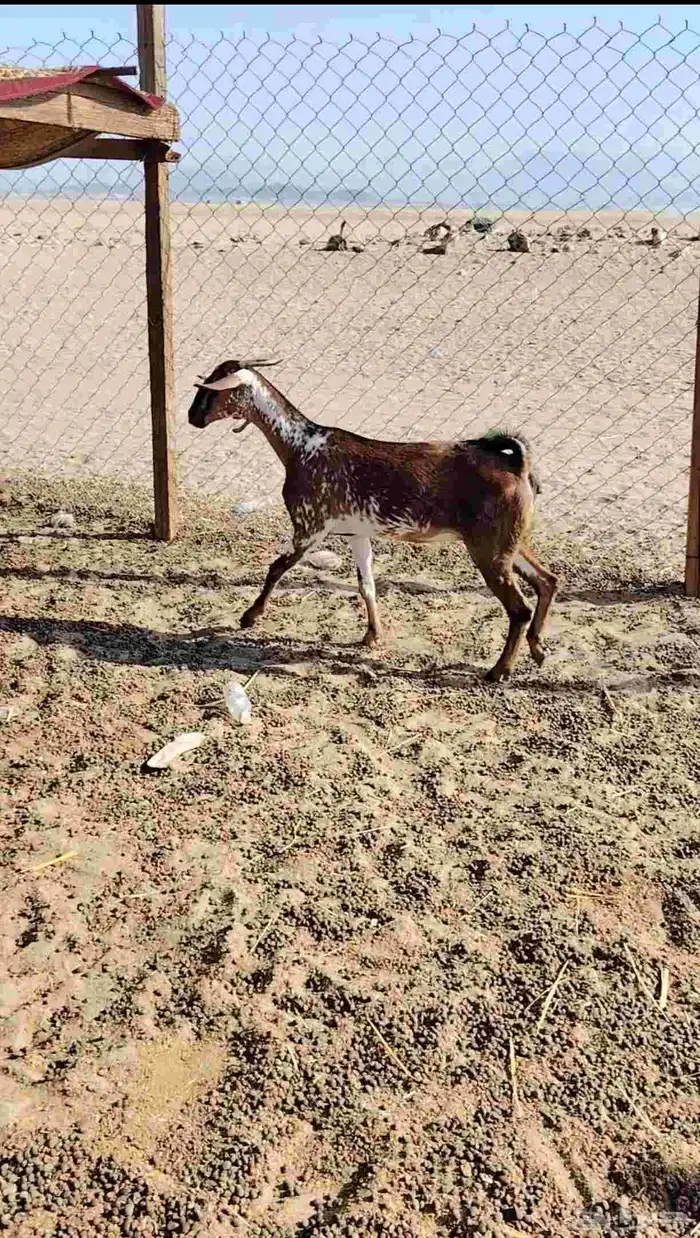 معزا جفره ثنيه ودافع أذكر الله صلوا على النبي 0