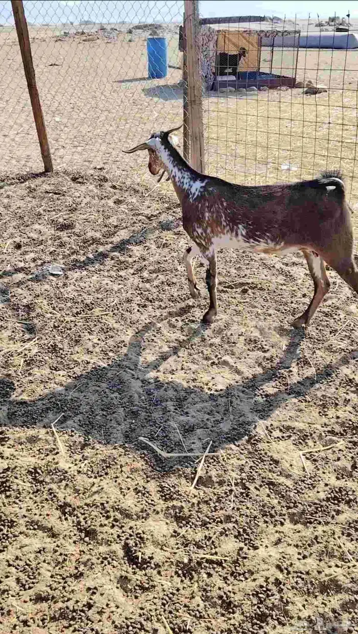 معزا جفره ثنيه ودافع أذكر الله صلوا على النبي 1