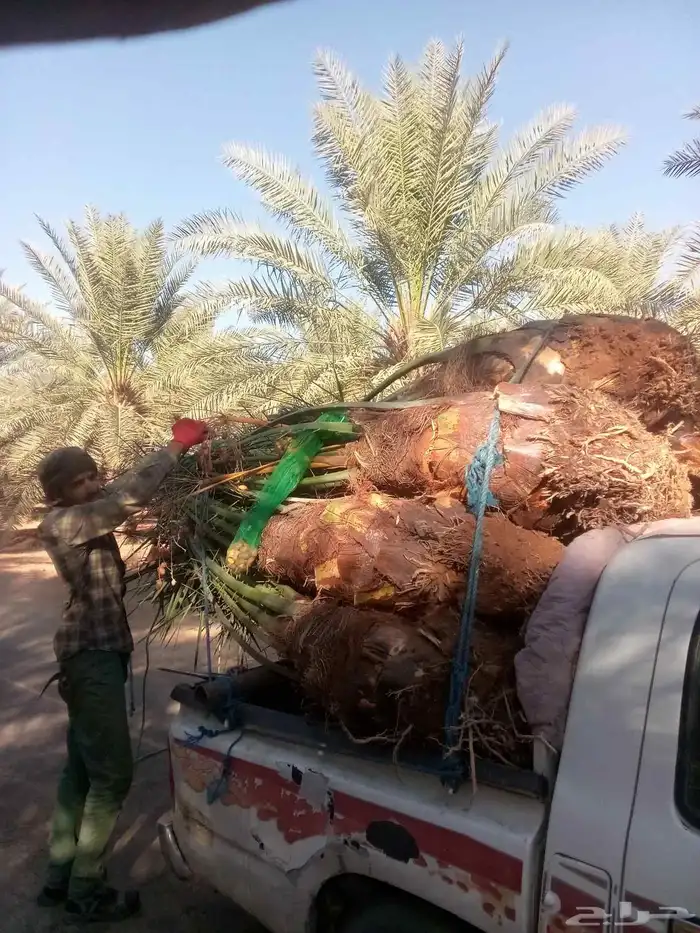 نخل البيع الجله تبرك ضرام المشعله المزحميه الرياض الخرج 1