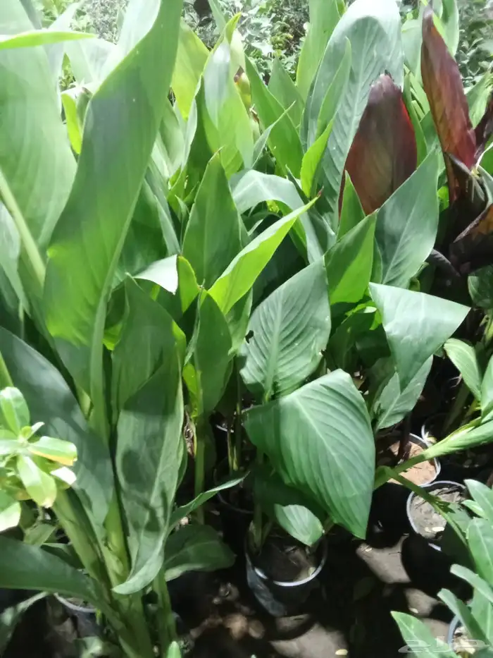 مشتل تنسيق حدائق 5