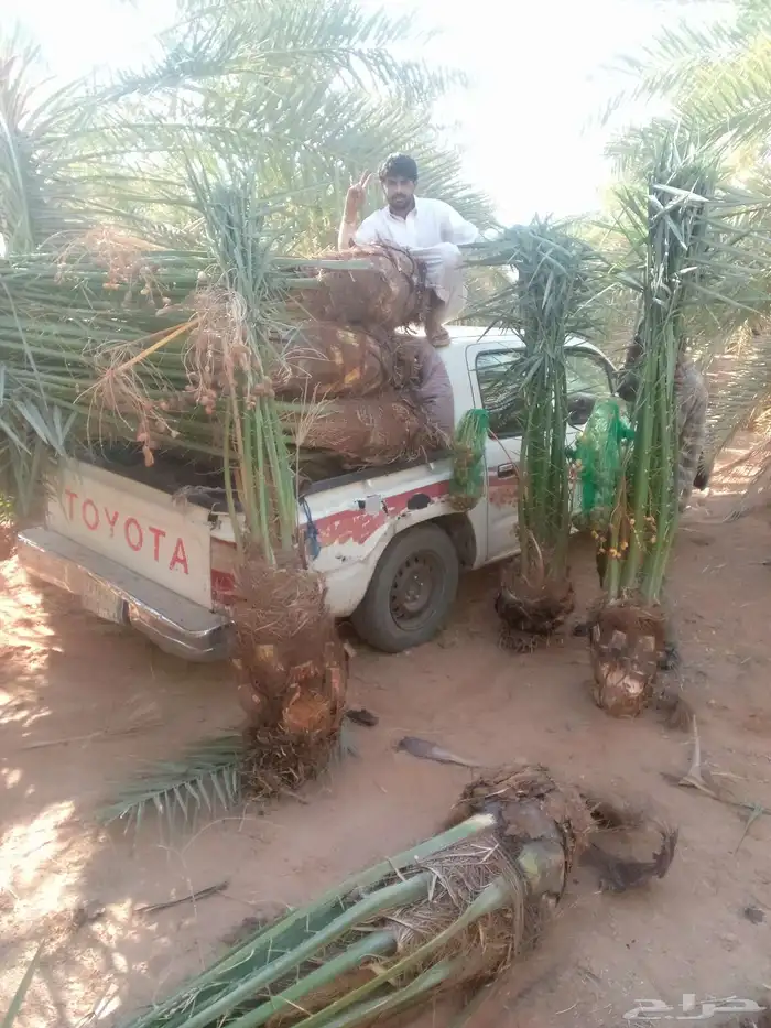 نخل البيع الجله تبرك ضرام المشعله المزحميه الرياض الخرج 0