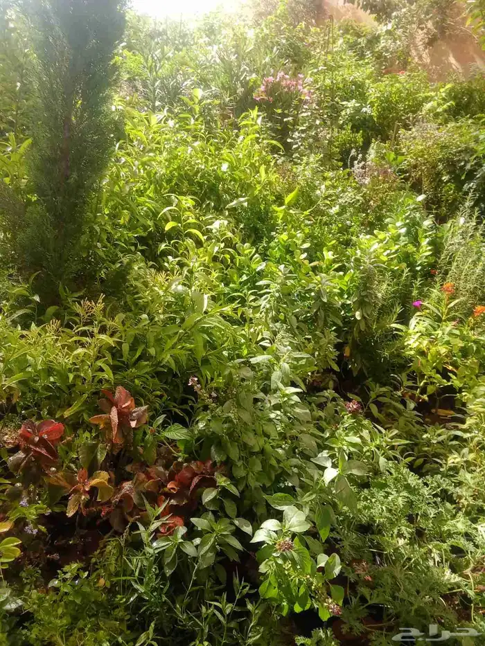 مشتل تنسيق حدائق 8