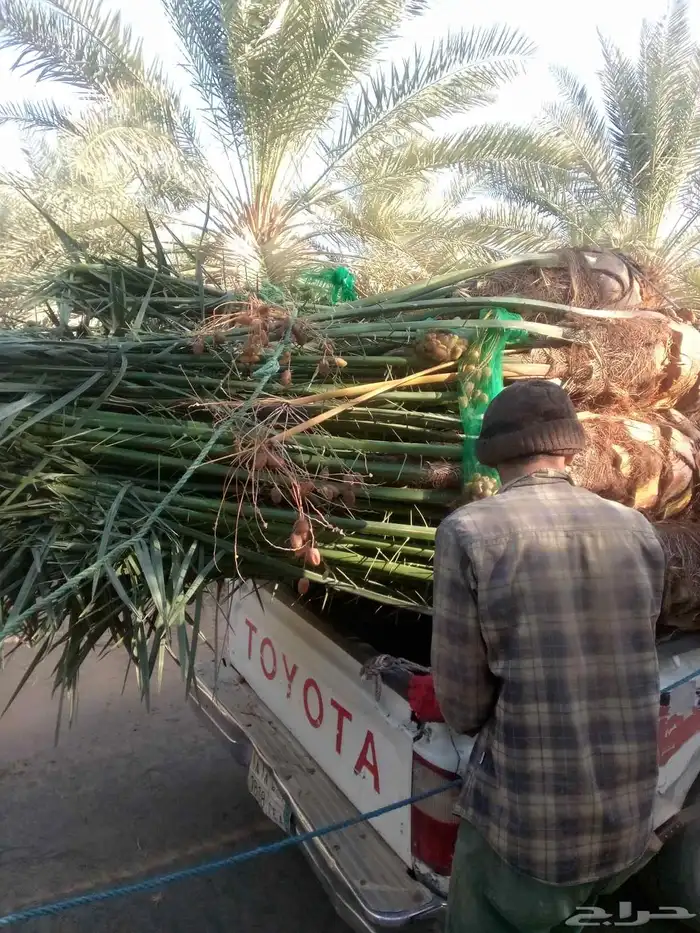 نخل البيع الجله تبرك ضرام المشعله المزحميه الرياض الخرج 2