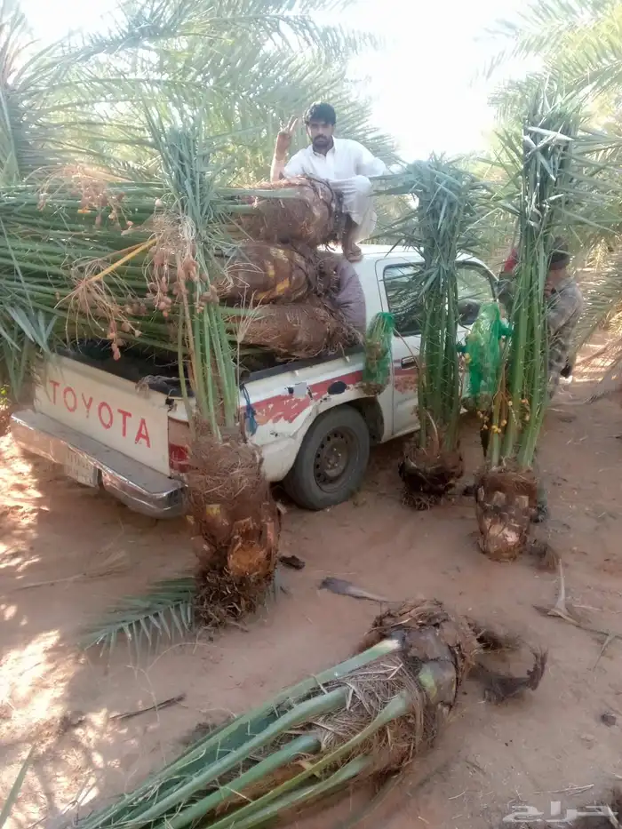 نخل البيع الجله تبرك ضرام المشعله المزحميه الرياض الخرج 3