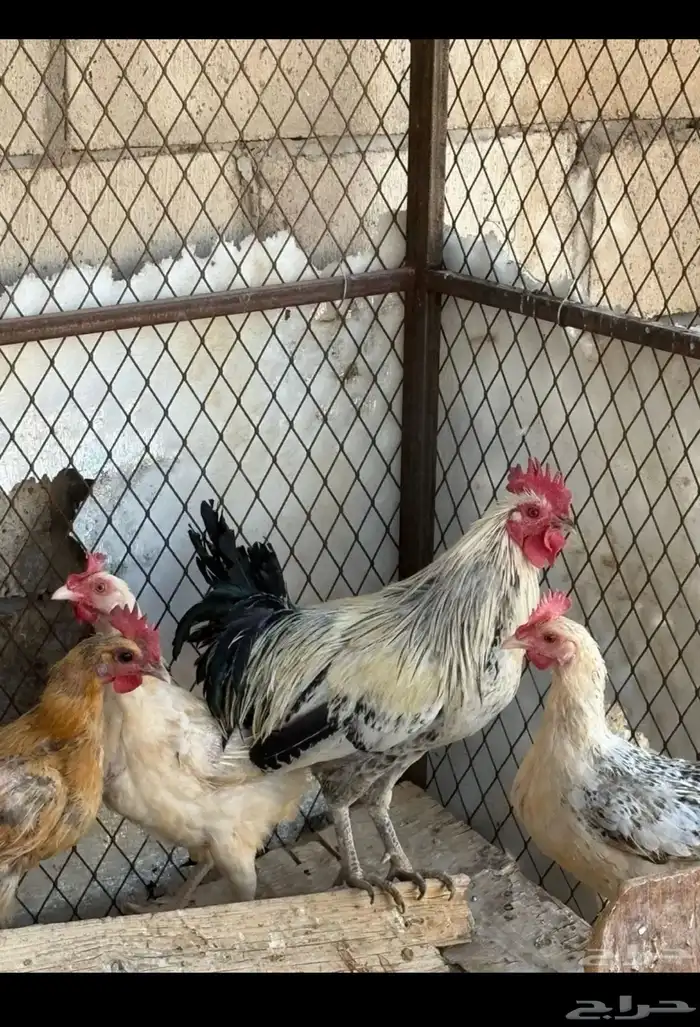 دجاج للبيع بياض 0