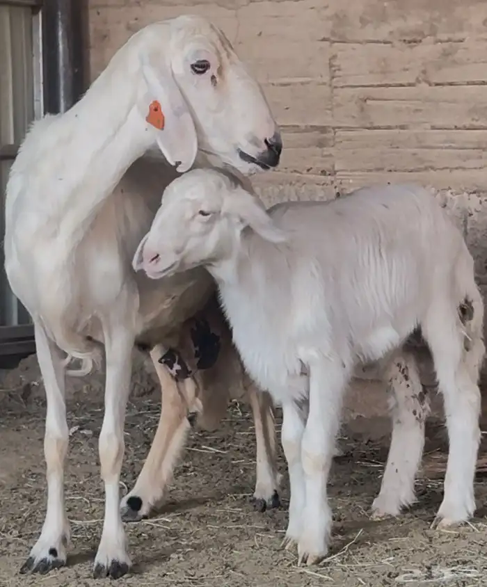 نعجة متبع صنف فاخر 1