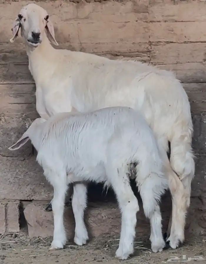 نعجة متبع صنف فاخر 5