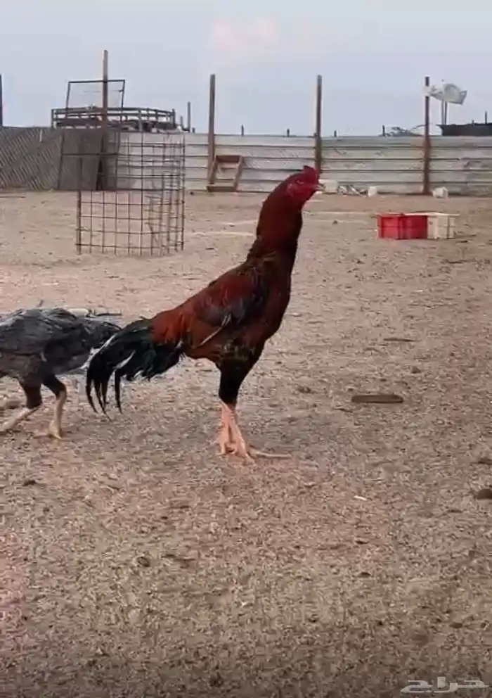 ديك باكستاني 2