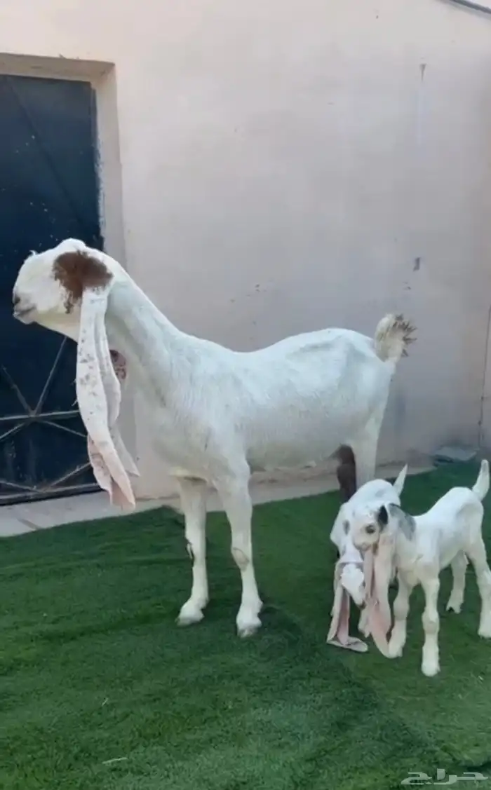 بنت ابو شامه ولد البنك تامه شبب الاذن 65 حدرها تيسين 0