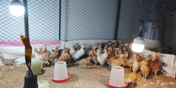 صوص دجاج بلدي محصن العدد 70 تقريبا العمر شهر 1