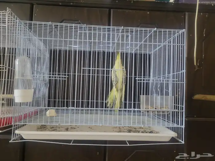 جوز روز البينو منتج وكروان هفي بايد فراشة اليف مايعض 4