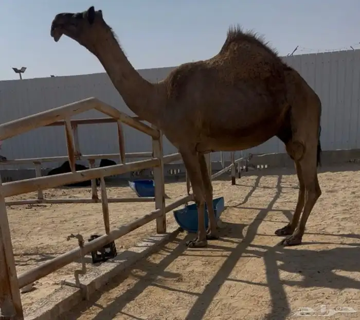 لقحه متلي طيبه ديد شرط وناقه كفو مجهم 0