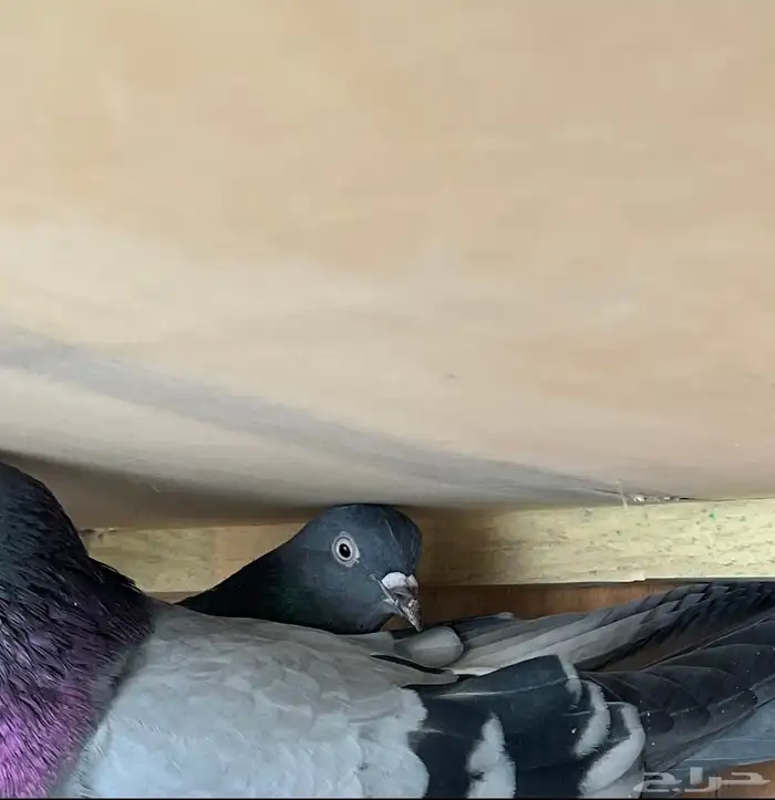 ثلاث اجواز قطايف للبيع 4