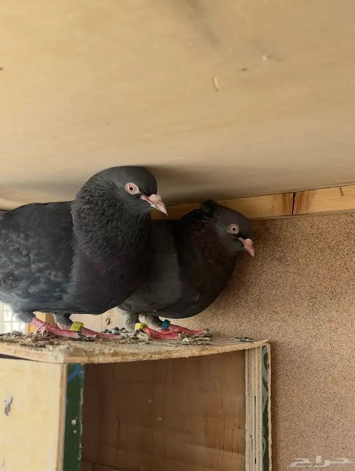 ثلاث اجواز قطايف للبيع 7