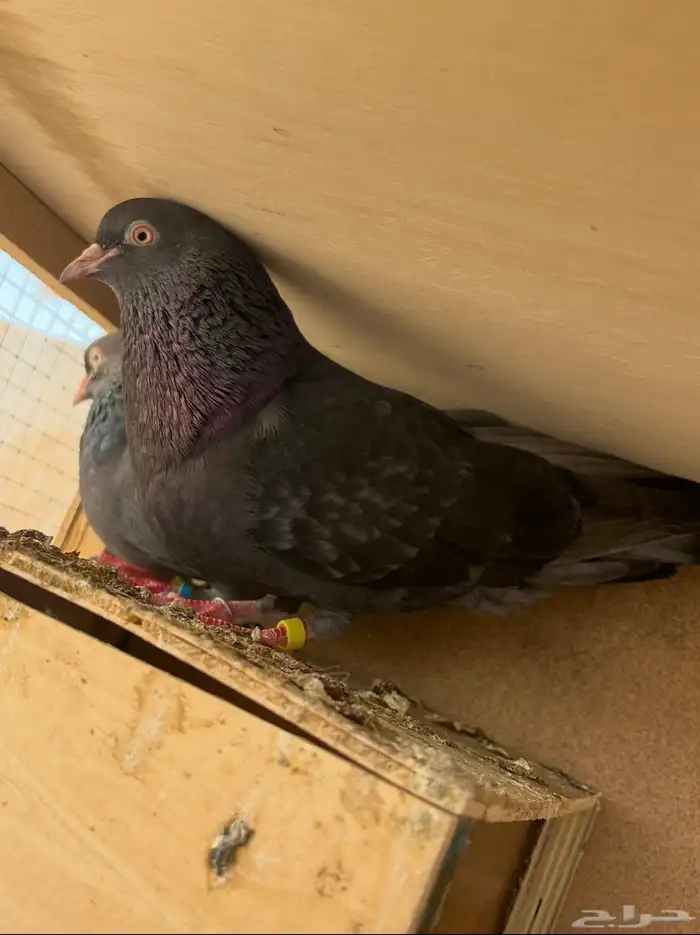 ثلاث اجواز قطايف للبيع 5