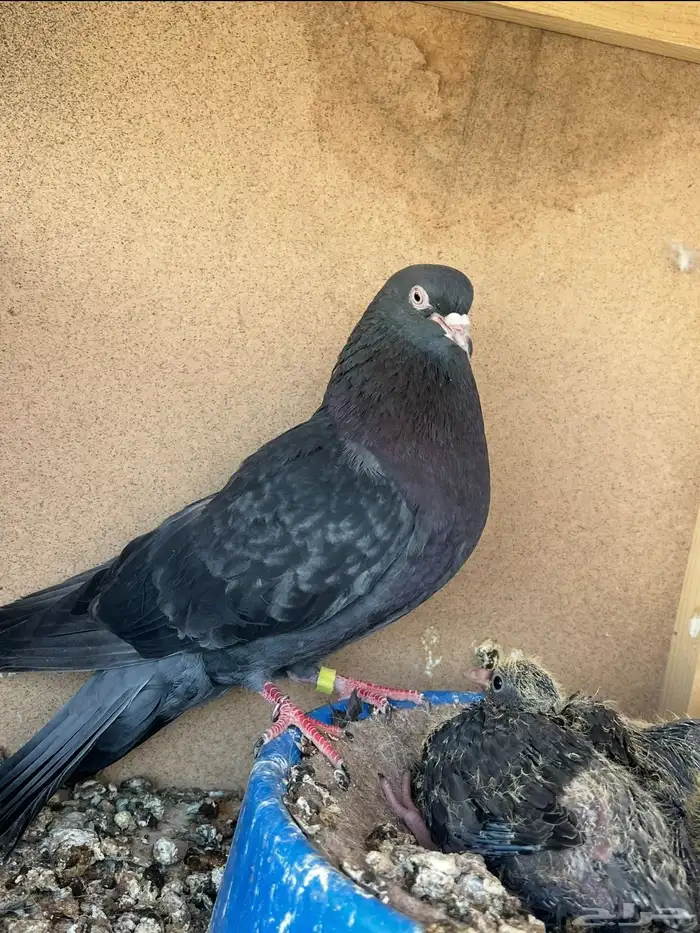 ثلاث اجواز قطايف للبيع 8